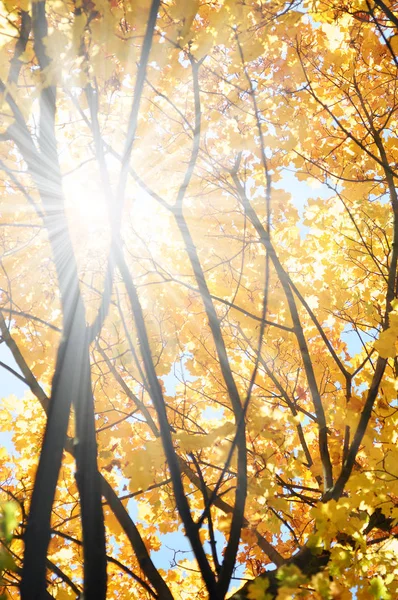 Árboles en otoño — Foto de Stock