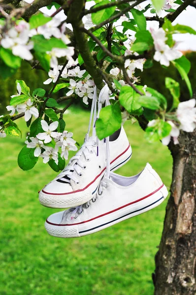 Canvas shoes hanging on a tree — Stock Photo, Image