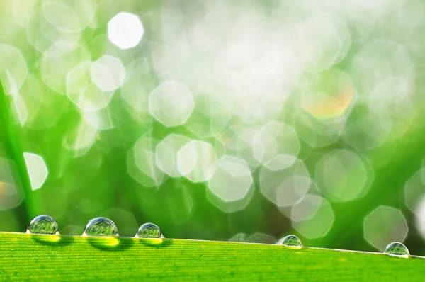 Fresh grass with dewdrops — Stock Photo, Image