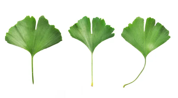 Ginkgo biloba hojas —  Fotos de Stock