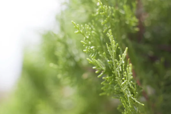 Primo piano cedro verde — Foto Stock