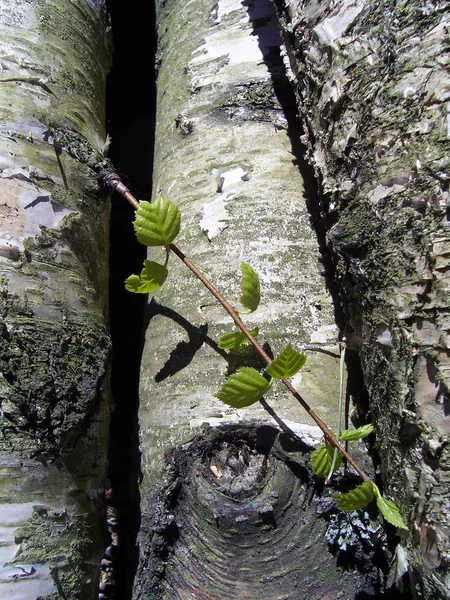 Birch Árvore Closeup Com Folha — Fotografia de Stock