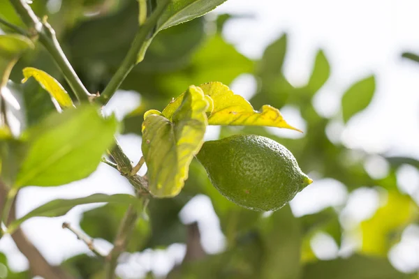 Свежие зеленые листья на ветке с лимонным крупным планом Стоковое Фото