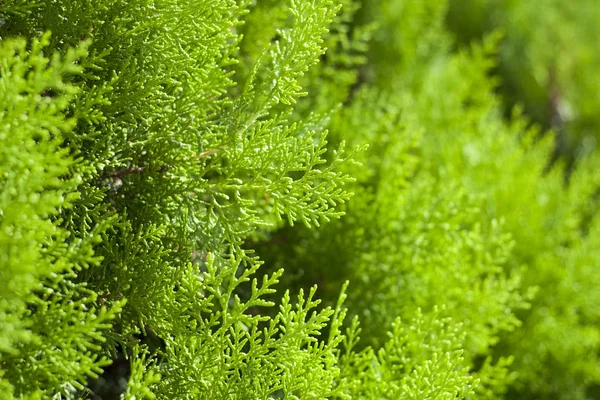 Planta Verde Close Fotografia De Stock