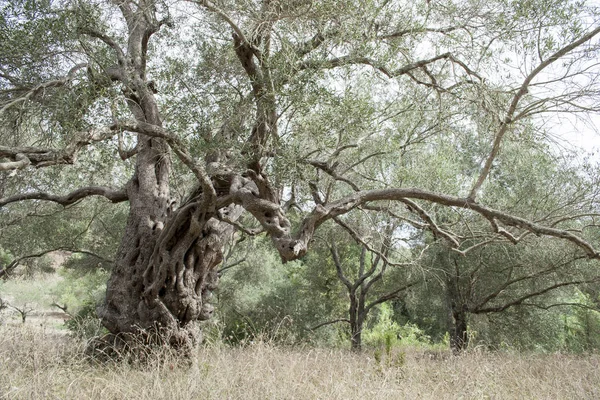 Старое оливковое дерево Лицензионные Стоковые Изображения