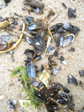 Kabukları ve diğer nesneleri sahilde