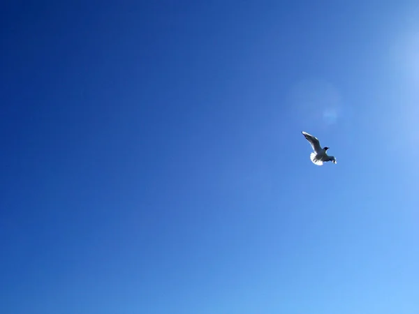 Gaivota voando em um dia de verão azul — Fotografia de Stock