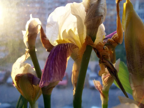 Flor de iris primer plano —  Fotos de Stock