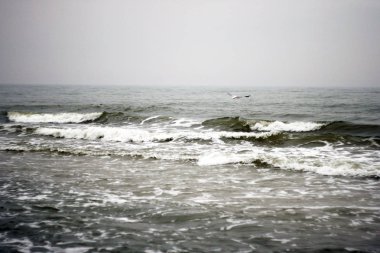 Martı denizin üzerinde uçuyor.