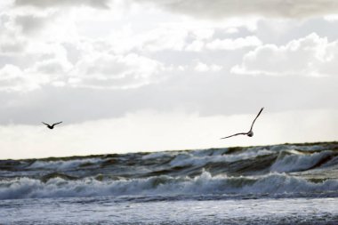 deniz üzerinde uçan martıları