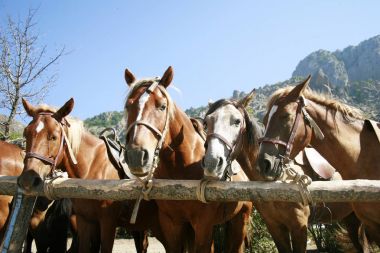 güzel kahverengi atlar