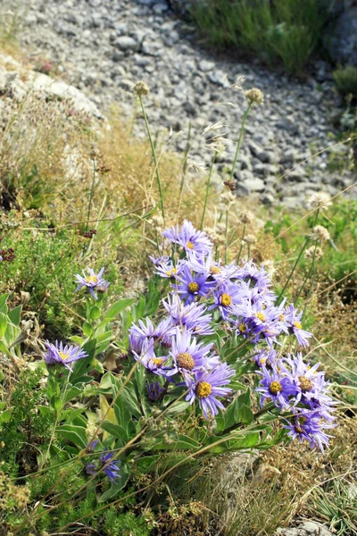 Las Flores Salvajes Púrpuras Crimea — Foto de Stock