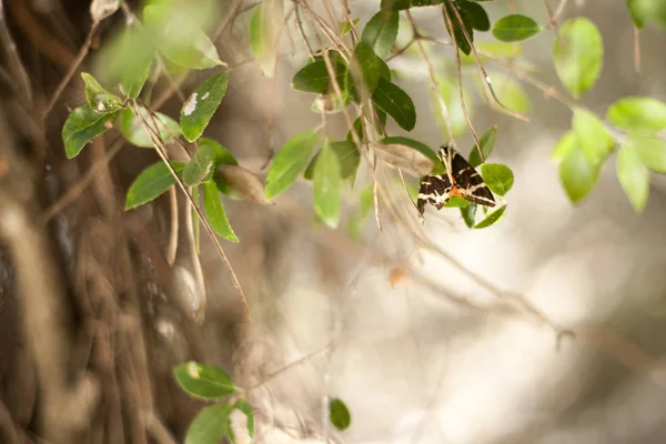 Бабочка Свежем Зеленом Листе Стоковое Изображение