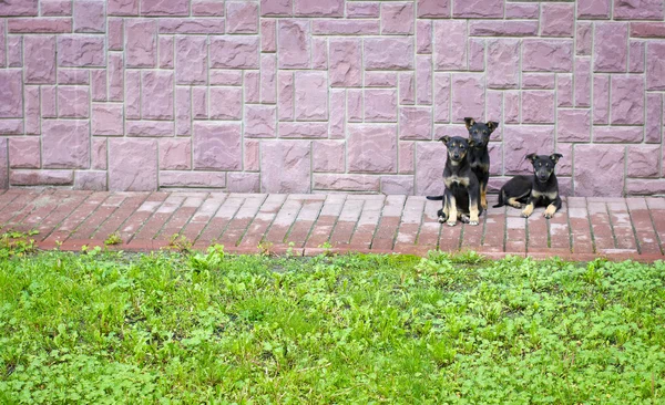 Three dogs on the street — Stock Photo, Image