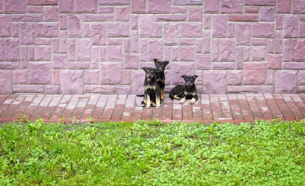 Three dogs on the street — Stock Photo, Image