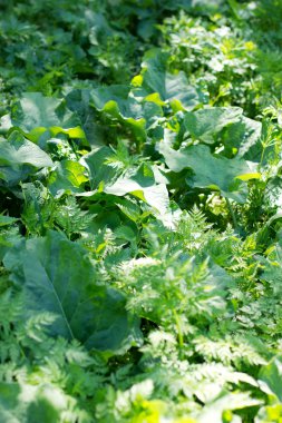 Dulavratotu büyük yeşil yaprakları