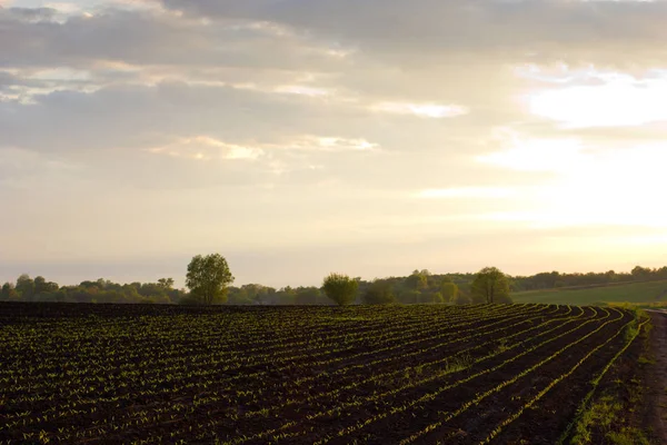 Field with sprouts — Stock Photo, Image