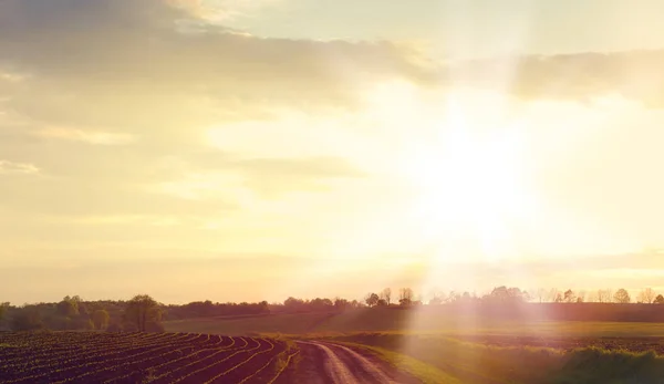 Road among the fields — Stock Photo, Image