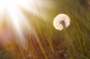 Çayırdaki Karahindiba
