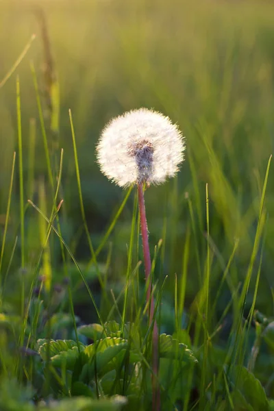 Paardebloem in een weide — Stockfoto