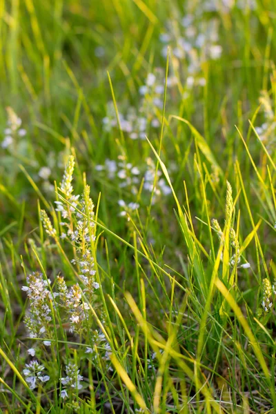 Gräs och vilda blommor — Stockfoto