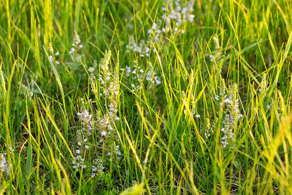 Трава и дикие цветы — стоковое фото