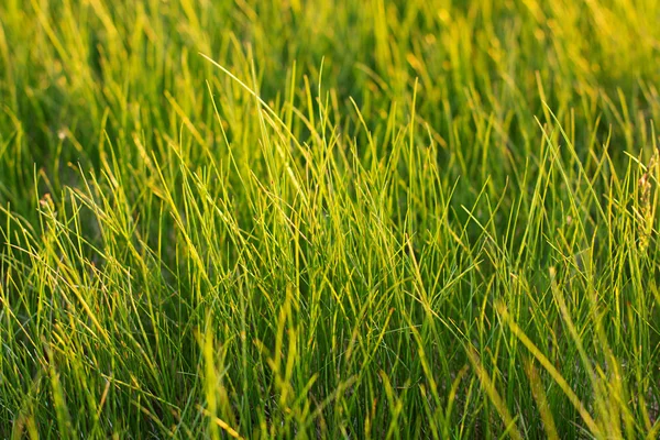 Green field grass — Stock Photo, Image