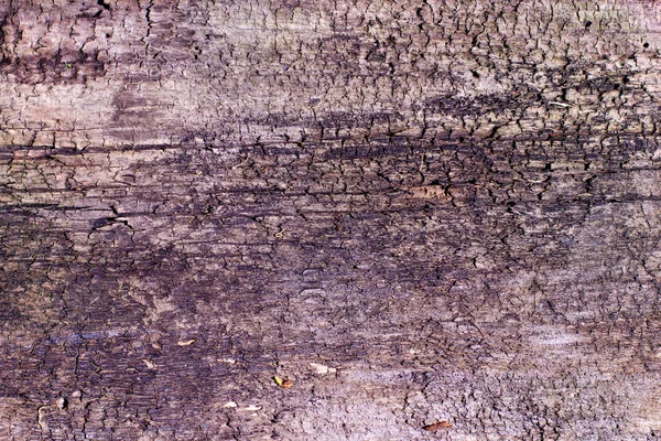 Old tree texture — Stock Photo, Image