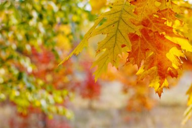 Parlak sonbahar yaprakları