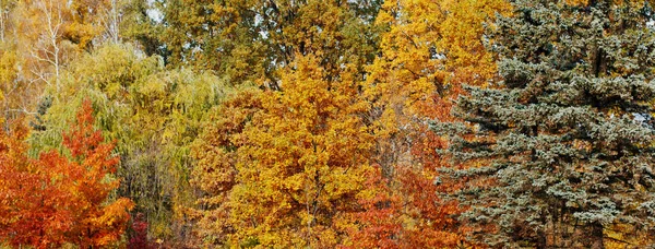 Helle Herbstblätter — Stockfoto