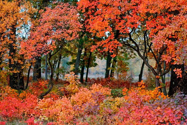 밝은 가을 낙엽 — 스톡 사진