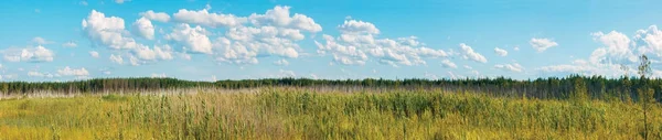 Panorama de um pântano florestal — Fotografia de Stock