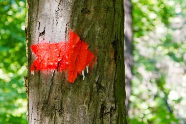 Ormandaki ağaç kabuğuna çizilmiş kırmızı ok.