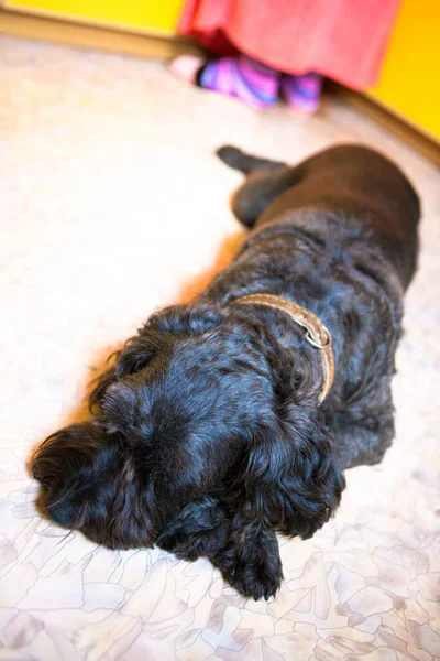 Cane Nero Colletto Marrone Dorme Sul Pavimento Cucina Sullo Sfondo — Foto Stock