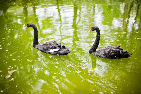 Dois Cisnes Negros Flutuando Uma Lagoa Com Água Verde — Fotografia de Stock