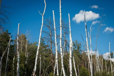 Bataklıkta ölü huş ağaçları olan mistik orman.