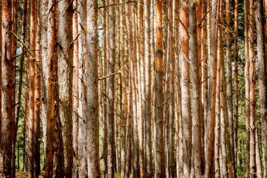Sıcak yaz günışığında sihirli yeşil orman