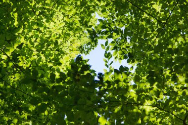 Sıcak yaz günışığında sihirli yeşil orman