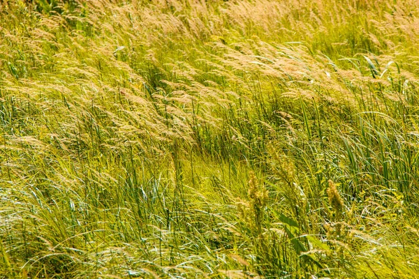 Träsk Pittoresk Plats Sjö Gungfly — Stockfoto