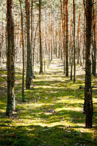 Hutan Hijau Ajaib Musim Panas Yang Panas — Stok Foto