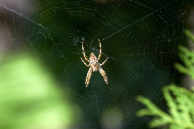 Örümcek ağda oturuyor ve avını bekliyor.