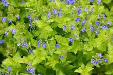 Hassas mavi çiçek açar tarlada