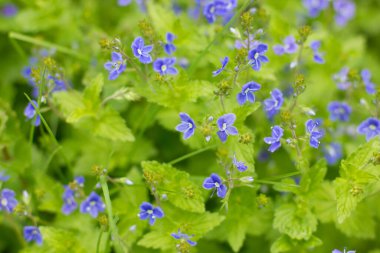 Hassas mavi çiçek açar tarlada