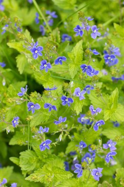 Hassas mavi çiçek açar tarlada