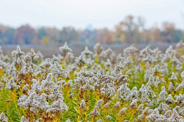 Campo Outono Com Plantas Espinhosas Folhagem Vibrante — Fotografia de Stock