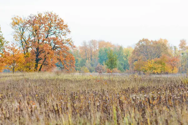 Autumn Field Prickly Plants Vibrant Foliage — Stock Photo, Image