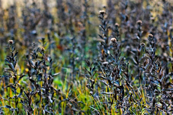 Dried Prickly Plants Autumn Field — Stock Photo, Image