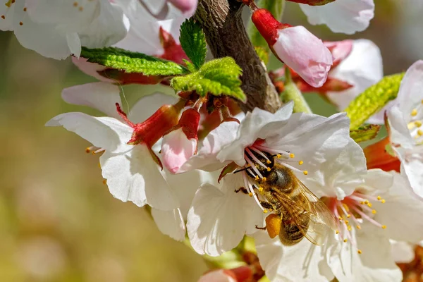 Arı arkasında çalışma