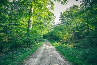 Orman manzara bir doğa iz ile bahar