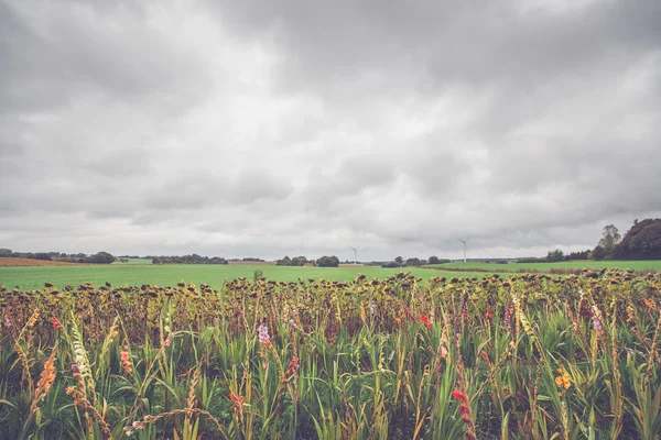 Kwiaty w jesieni na polu — Zdjęcie stockowe